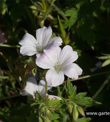 Oxford-Storchschnabel