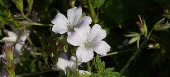 Oxford-Storchschnabel