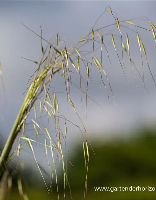 Riesen-Federgras