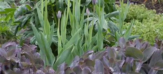 Rotbraunblättriges Garten-Fettblatt 'Xenox'®