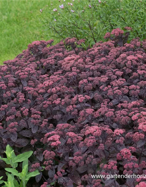 Rotbraunblättriges Garten-Fettblatt 'Xenox'®