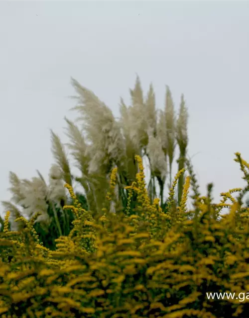 Solidago rugosa 'Fireworks'