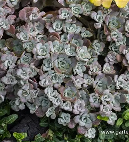 Spatelblättriges Garten-Fettblatt 'Purpureum'