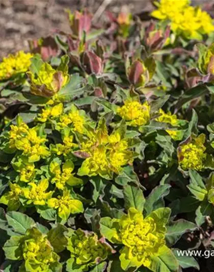 Sumpf-Wolfsmilch Sumpf-Wolfsmilch