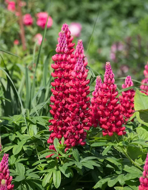 Westcountry Lupine 'Beefeater'®