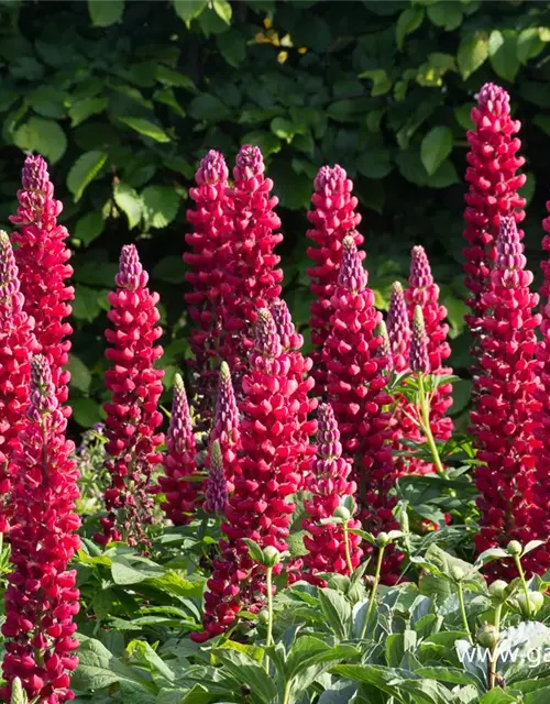 Westcountry Lupine 'Beefeater'®