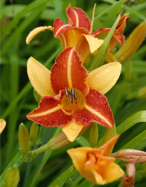 Taglilie