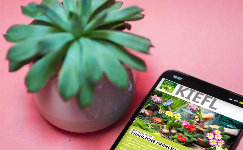 Bleiben Sie informiert! - Kiefl's Newsletter