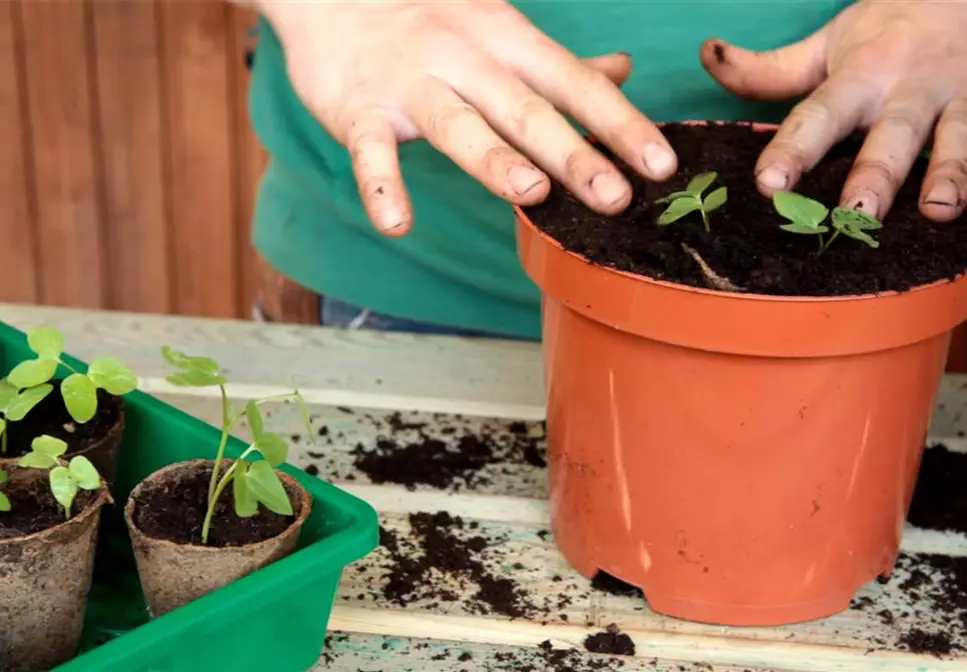 Trichterwinde - Umtopfen der Anzucht