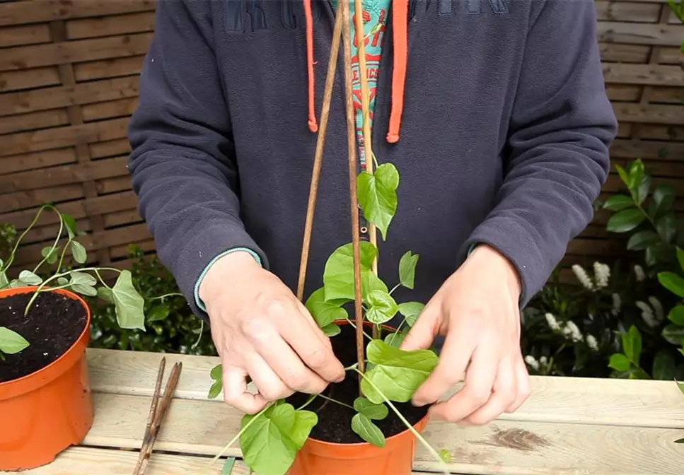 Trichterwinde - Anzucht Hochbinden