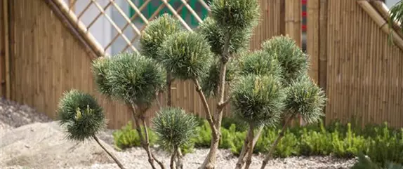 Bäume und Sträucher im Frühjahr – es müssen nicht immer Blumen sein Bäume und Sträucher im Frühjahr – es müssen nicht immer Blumen sein