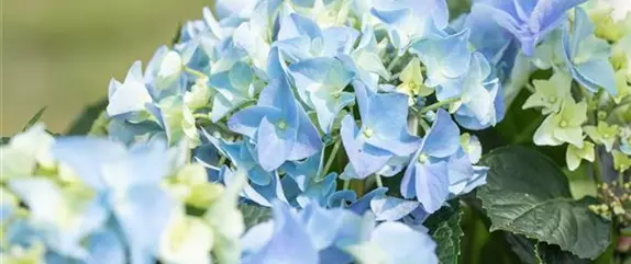 Bäume und Sträucher im Frühjahr – es müssen nicht immer Blumen sein Bäume und Sträucher im Frühjahr – es müssen nicht immer Blumen sein