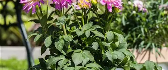 Ab in den Garten – Blumenzwiebeln im Frühjahr einpflanzen Ab in den Garten – Blumenzwiebeln im Frühjahr einpflanzen