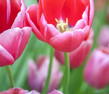Tulpen pflanzen: Farbe für den Frühling