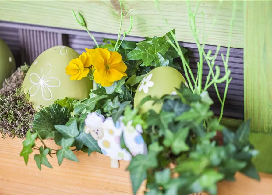 Stängelprimel verschiedene Farben, Topf-Ø 12 cm
