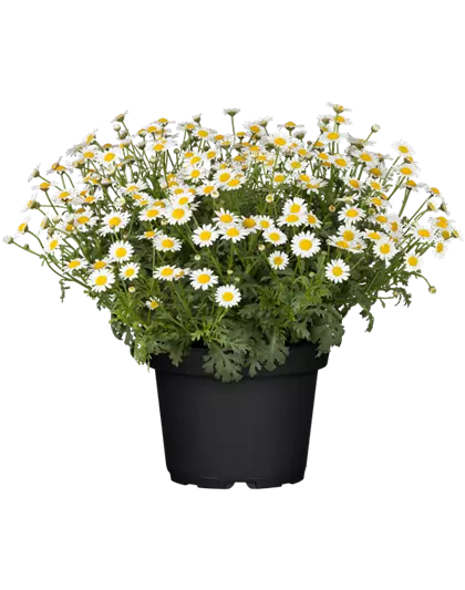 Mageriten Busch weiß