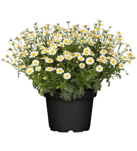 Mageriten Busch weiß