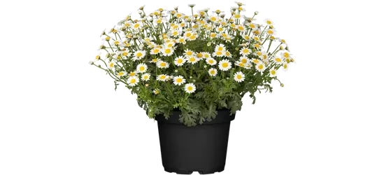 Mageriten Busch weiß