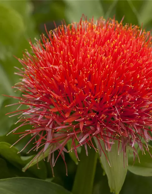 Blutblume