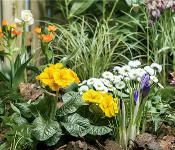 Osterglocke, Tulpe und Hyazinthe: Frühlingsboten auf dem Balkon
