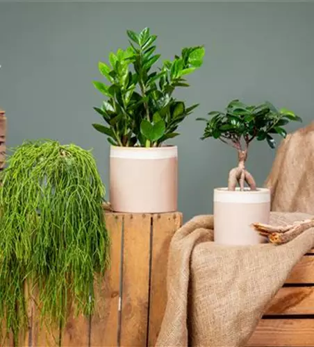 Trauermücken vertreiben