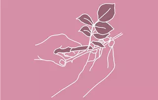 schnittblumenpflege-blaetter-entfernen.jpg