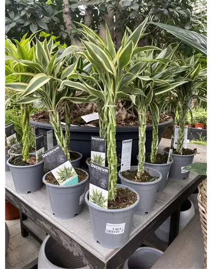 Drachenbaum mit geflochtenem Stamm