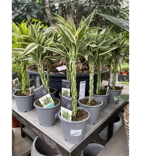 Drachenbaum mit geflochtenem Stamm