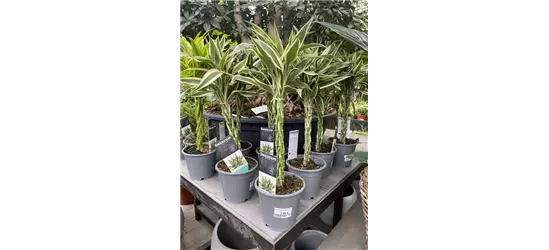 Drachenbaum mit geflochtenem Stamm