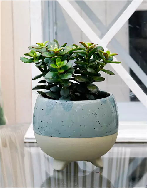 Geldbaum, 9 cm Topf