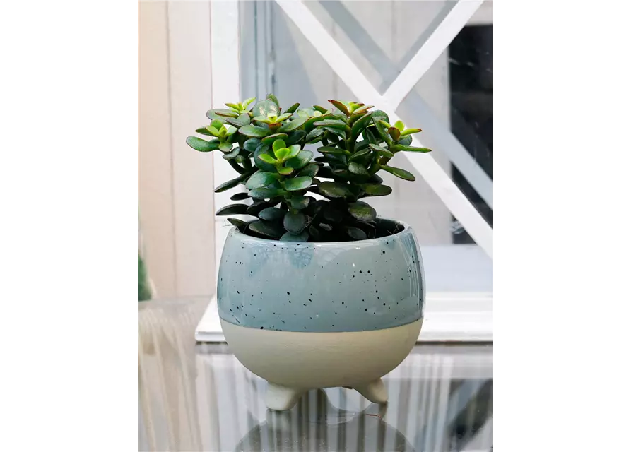 Geldbaum, 9 cm Topf