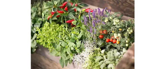 Gemüse und Selbstversorgung