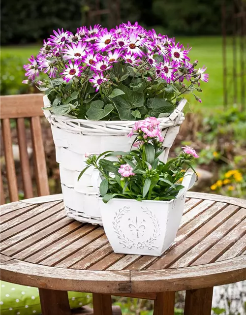 Aschenblume (Zinerarie) pink