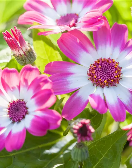 Aschenblume (Zinerarie) pink