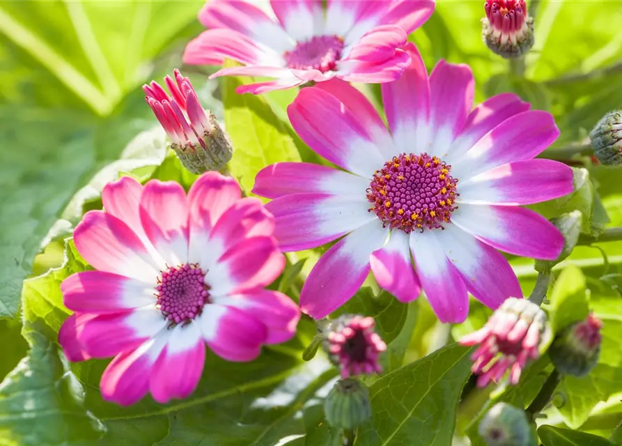Aschenblume (Zinerarie) pink