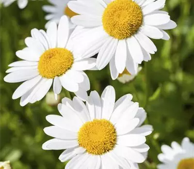 Argyranthemum frutescens Argyranthemum frutescens