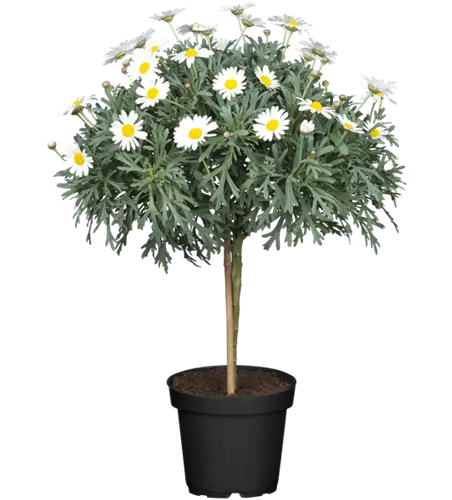 Margeriten Stämmchen 'Stella'