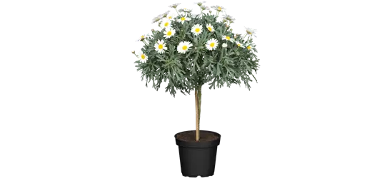 Margeriten Stämmchen 'Stella'