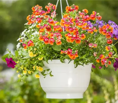 Ampelpflanzen Ampelpflanzen