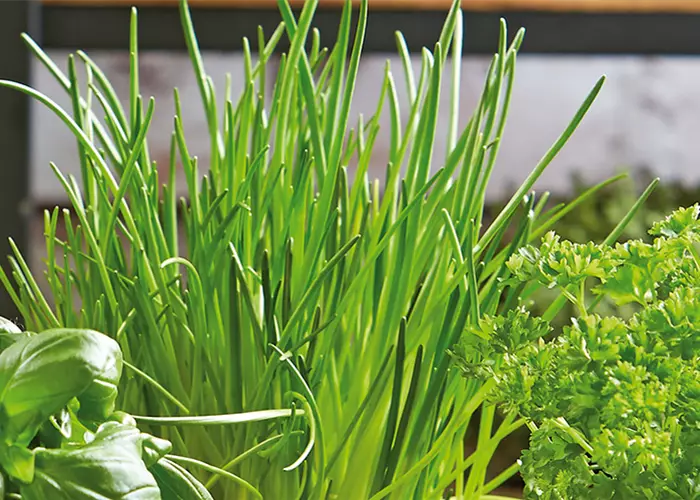 FRISCHE KRäUTER! FRISCHE KRäUTER!