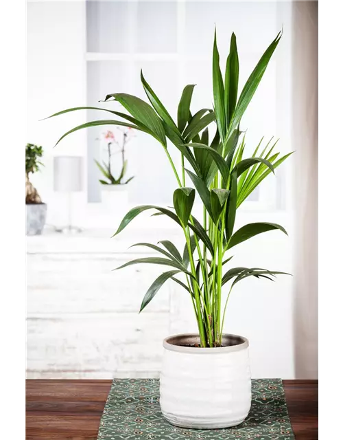 Kentia Palme, 150 cm, 24 cm Topf