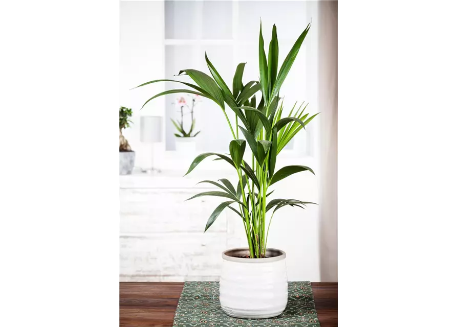 Kentia Palme, 150 cm, 24 cm Topf