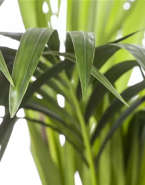 Kentia Palme, 150 cm, 24 cm Topf