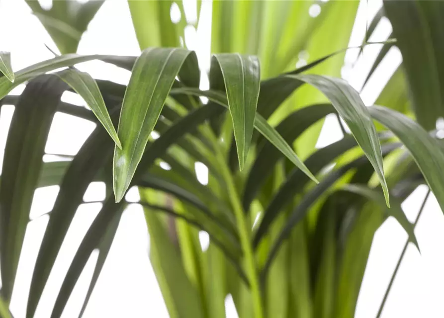 Kentia Palme, 150 cm, 24 cm Topf