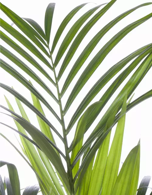 Kentia Palme, 150 cm, 24 cm Topf