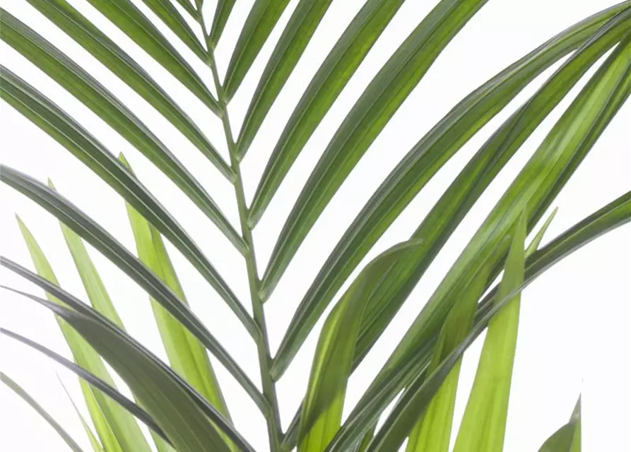 Kentia Palme, 150 cm, 24 cm Topf