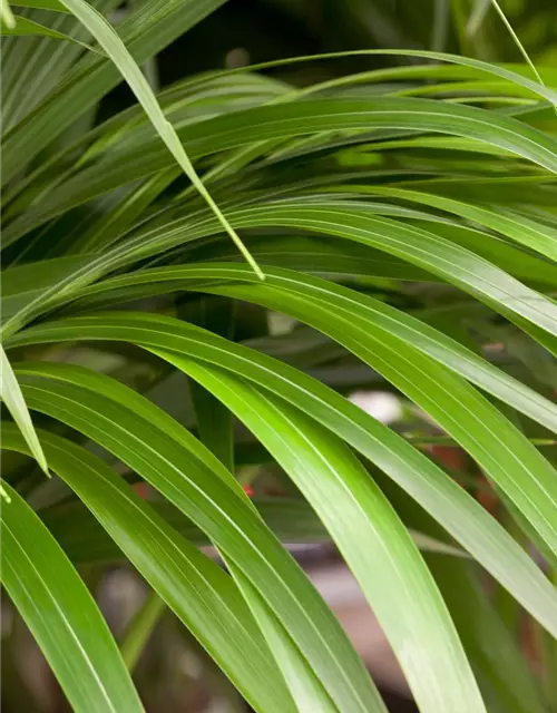 Kentia Palme, 150 cm, 24 cm Topf
