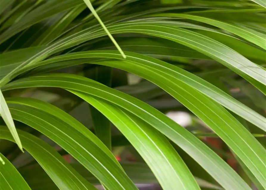 Kentia Palme, 150 cm, 24 cm Topf