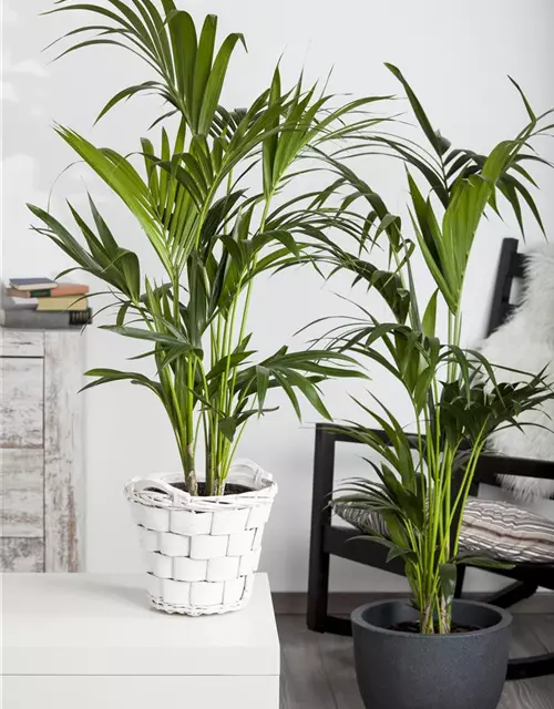 Kentia Palme, 150 cm, 24 cm Topf