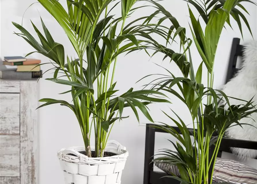 Kentia Palme, 150 cm, 24 cm Topf
